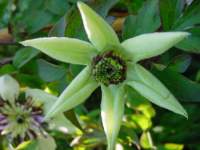 clematis florida bicolor 3.JPG